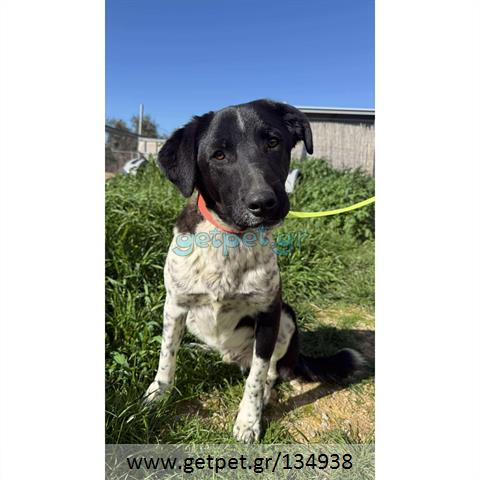 Δίνεται για υιοθεσία - χαρίζεται ημίαιμος σκυλάκος