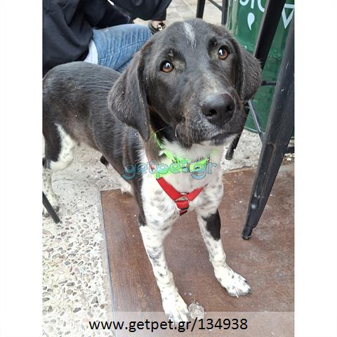 Δίνεται για υιοθεσία - χαρίζεται ημίαιμος σκυλάκος