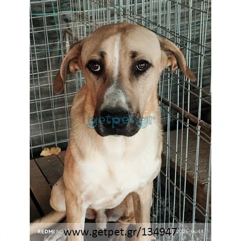 Δίνεται για υιοθεσία - χαρίζεται ημίαιμος σκυλάκος