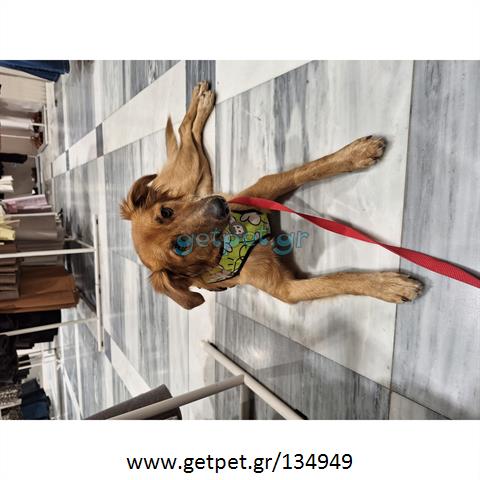 Δίνεται για υιοθεσία - χαρίζεται ημίαιμη σκυλίτσα