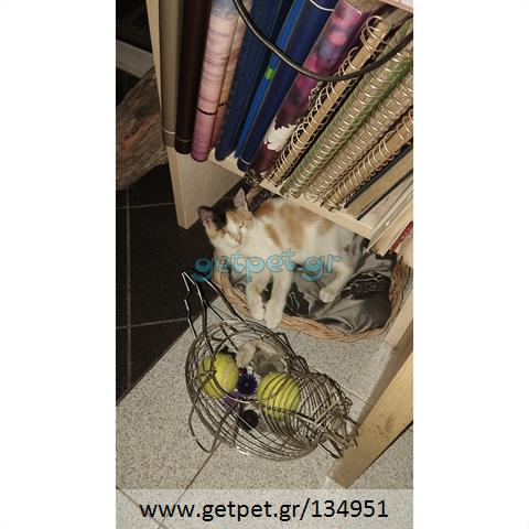 Δίνεται για υιοθεσία - χαρίζεται ημίαιμη γάτα