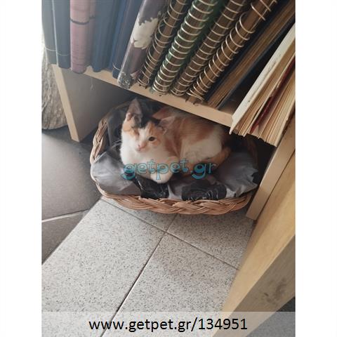 Δίνεται για υιοθεσία - χαρίζεται ημίαιμη γάτα