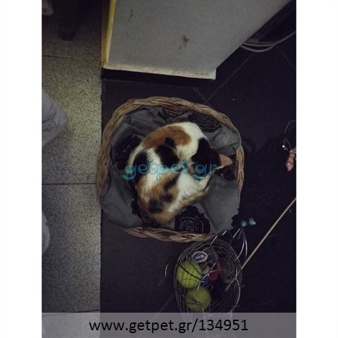 Δίνεται για υιοθεσία - χαρίζεται ημίαιμη γάτα