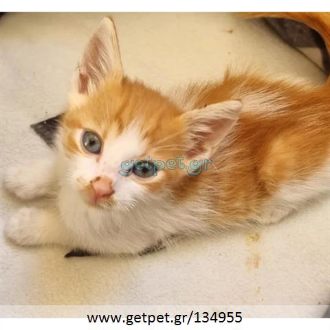 Δίνεται για υιοθεσία - χαρίζεται ημίαιμο γατάκι