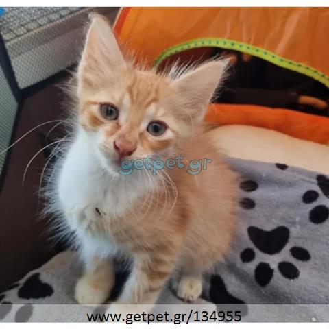 Δίνεται για υιοθεσία - χαρίζεται ημίαιμο γατάκι