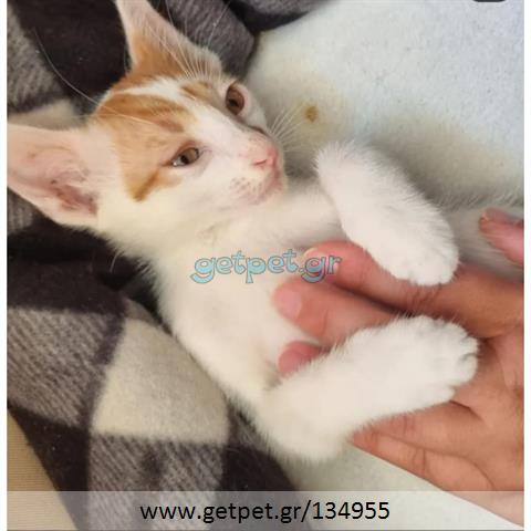 Δίνεται για υιοθεσία - χαρίζεται ημίαιμο γατάκι