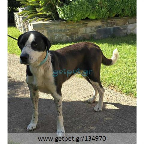 Δίνεται για υιοθεσία - χαρίζεται ημίαιμος σκυλάκος