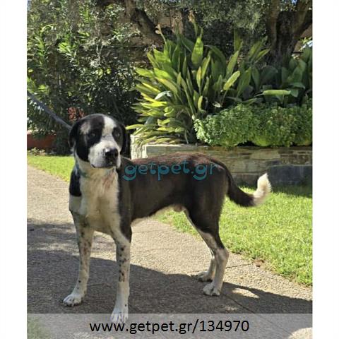 Δίνεται για υιοθεσία - χαρίζεται ημίαιμος σκυλάκος