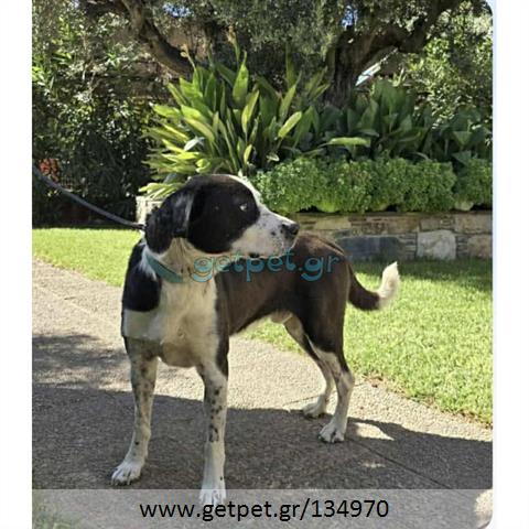 Δίνεται για υιοθεσία - χαρίζεται ημίαιμος σκυλάκος