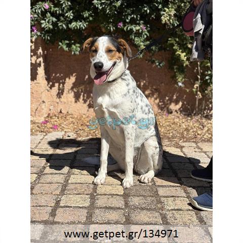 Δίνεται για υιοθεσία - χαρίζεται ημίαιμη σκυλίτσα