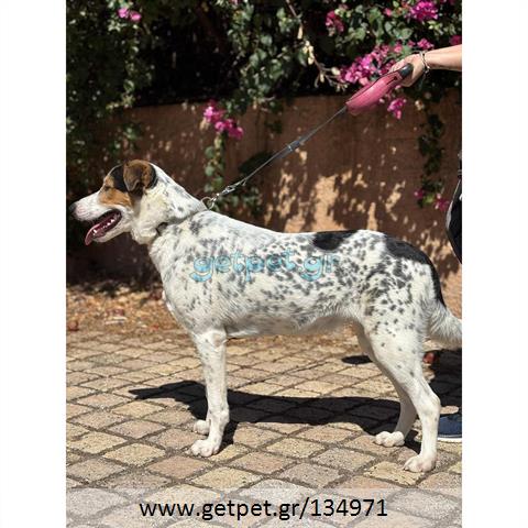 Δίνεται για υιοθεσία - χαρίζεται ημίαιμη σκυλίτσα