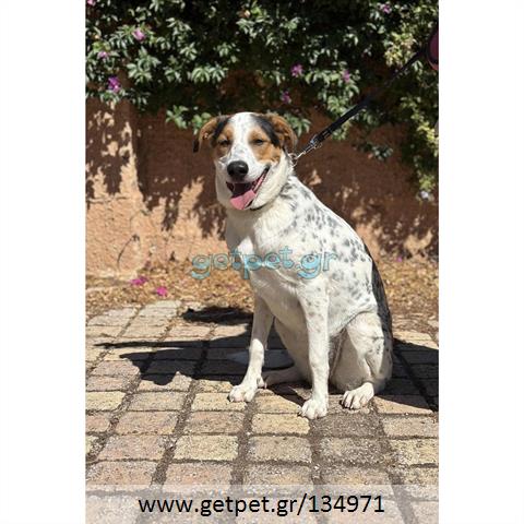 Δίνεται για υιοθεσία - χαρίζεται ημίαιμη σκυλίτσα