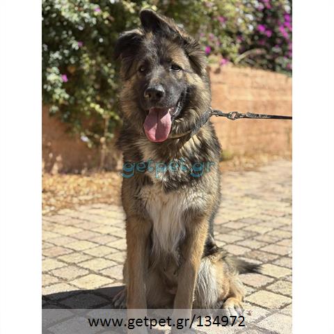 Δίνεται για υιοθεσία - χαρίζεται ημίαιμη σκυλίτσα