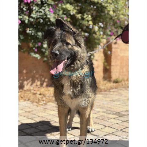 Δίνεται για υιοθεσία - χαρίζεται ημίαιμη σκυλίτσα