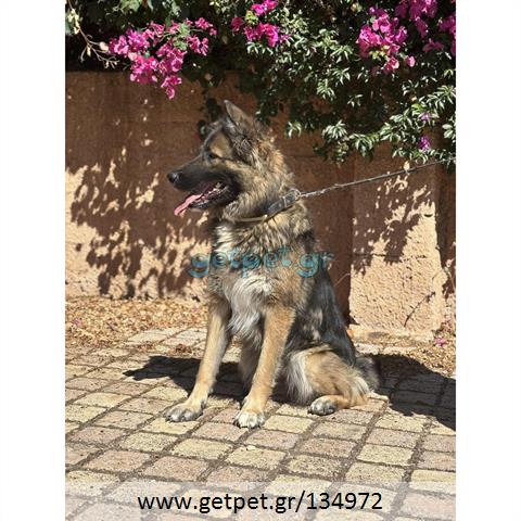 Δίνεται για υιοθεσία - χαρίζεται ημίαιμη σκυλίτσα