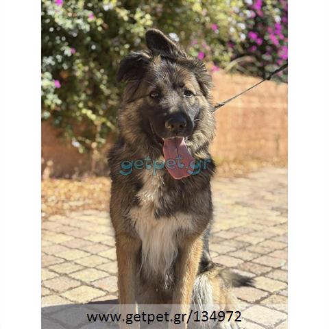 Δίνεται για υιοθεσία - χαρίζεται ημίαιμη σκυλίτσα