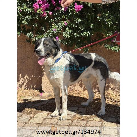 Δίνεται για υιοθεσία - χαρίζεται ημίαιμος σκυλάκος