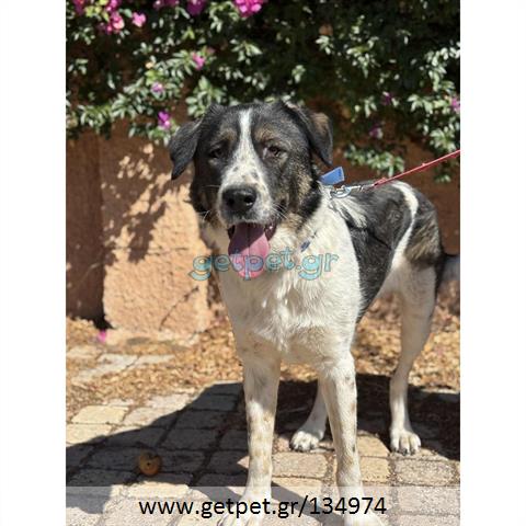 Δίνεται για υιοθεσία - χαρίζεται ημίαιμος σκυλάκος