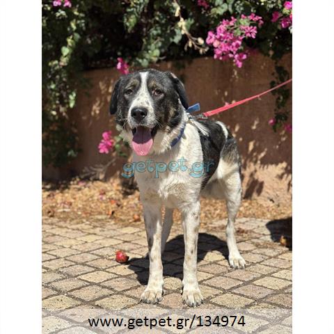 Δίνεται για υιοθεσία - χαρίζεται ημίαιμος σκυλάκος