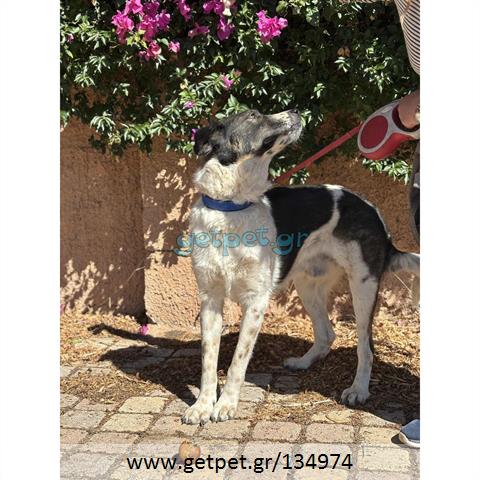 Δίνεται για υιοθεσία - χαρίζεται ημίαιμος σκυλάκος
