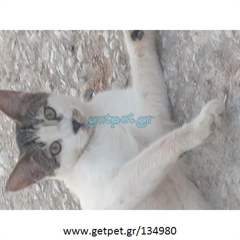 Δίνεται για υιοθεσία - χαρίζεται γατάκι Aegean Cat - Γάτα Αιγαίου