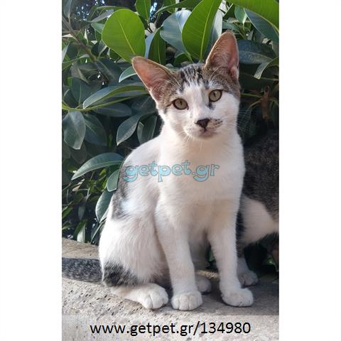 Δίνεται για υιοθεσία - χαρίζεται γατάκι Aegean Cat - Γάτα Αιγαίου