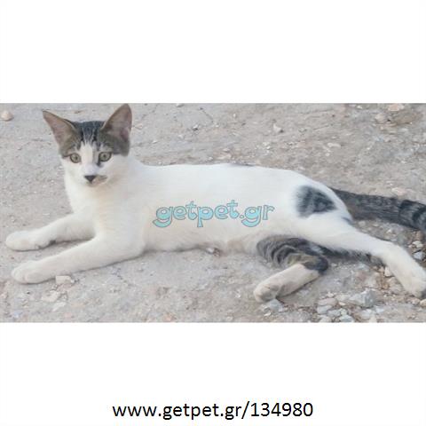Δίνεται για υιοθεσία - χαρίζεται γατάκι Aegean Cat - Γάτα Αιγαίου