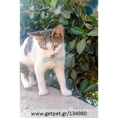 Δίνεται για υιοθεσία - χαρίζεται γατάκι Aegean Cat - Γάτα Αιγαίου