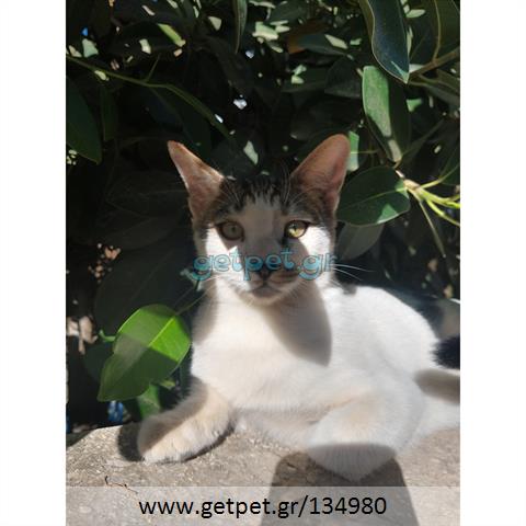 Δίνεται για υιοθεσία - χαρίζεται γατάκι Aegean Cat - Γάτα Αιγαίου