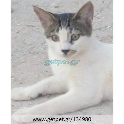 Δίνεται για υιοθεσία - χαρίζεται γατάκι Aegean Cat - Γάτα Αιγαίου