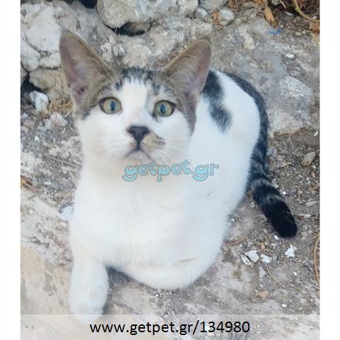 Δίνεται για υιοθεσία - χαρίζεται γατάκι Aegean Cat - Γάτα Αιγαίου