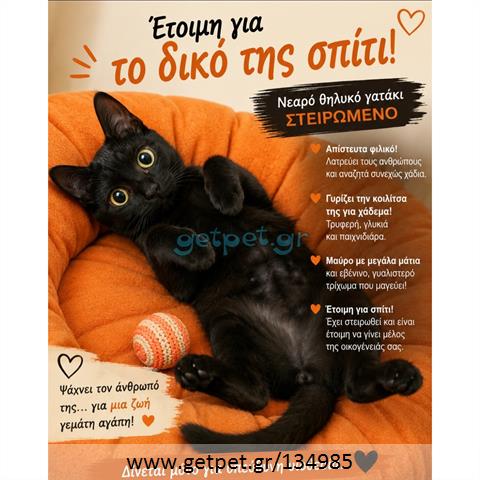Δίνεται για υιοθεσία - χαρίζεται γάτα Aegean Cat - Γάτα Αιγαίου