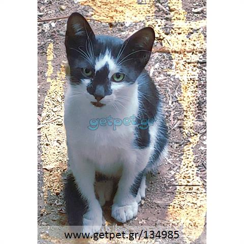 Δίνεται για υιοθεσία - χαρίζεται γατάκι Aegean Cat - Γάτα Αιγαίου