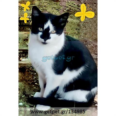 Δίνεται για υιοθεσία - χαρίζεται γατάκι Aegean Cat - Γάτα Αιγαίου