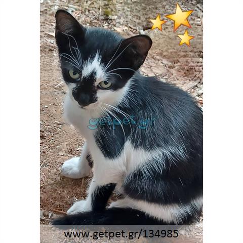 Δίνεται για υιοθεσία - χαρίζεται γατάκι Aegean Cat - Γάτα Αιγαίου