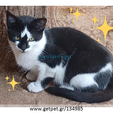 Δίνεται για υιοθεσία - χαρίζεται γατάκι Aegean Cat - Γάτα Αιγαίου