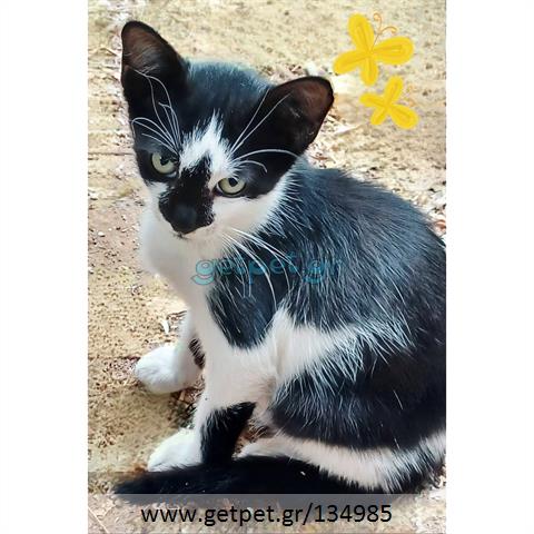 Δίνεται για υιοθεσία - χαρίζεται γατάκι Aegean Cat - Γάτα Αιγαίου