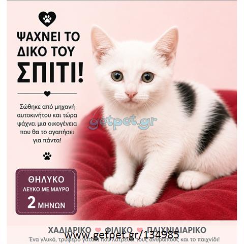 Δίνεται για υιοθεσία - χαρίζεται γατάκι Aegean Cat - Γάτα Αιγαίου