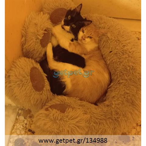 Δίνεται για υιοθεσία - χαρίζεται ημίαιμος γάτος Aegean Cat - Γάτα Αιγαίου