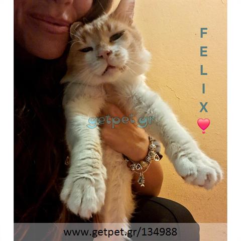 Δίνεται για υιοθεσία - χαρίζεται ημίαιμος γάτος Aegean Cat - Γάτα Αιγαίου
