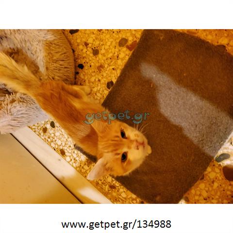 Δίνεται για υιοθεσία - χαρίζεται ημίαιμος γάτος Aegean Cat - Γάτα Αιγαίου