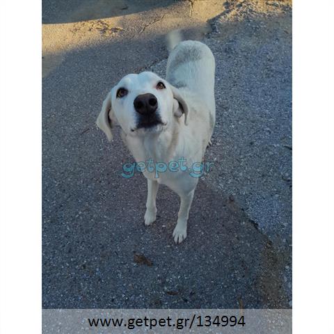 Δίνεται για υιοθεσία - χαρίζεται ημίαιμη σκυλίτσα