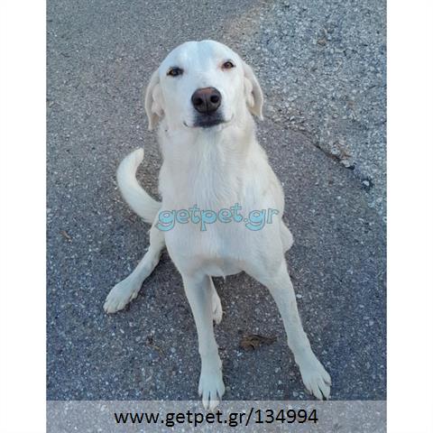 Δίνεται για υιοθεσία - χαρίζεται ημίαιμη σκυλίτσα