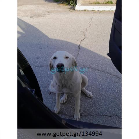 Δίνεται για υιοθεσία - χαρίζεται ημίαιμη σκυλίτσα