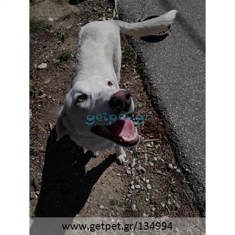 Δίνεται για υιοθεσία - χαρίζεται ημίαιμη σκυλίτσα