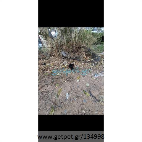 Δίνεται για υιοθεσία - χαρίζεται ημίαιμο γατάκι