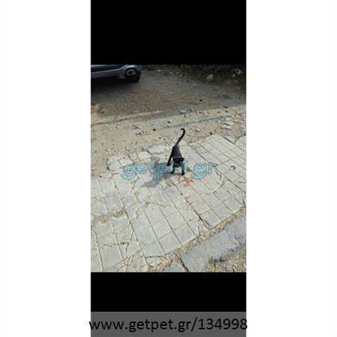 Δίνεται για υιοθεσία - χαρίζεται ημίαιμο γατάκι