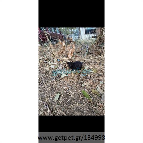 Δίνεται για υιοθεσία - χαρίζεται ημίαιμο γατάκι