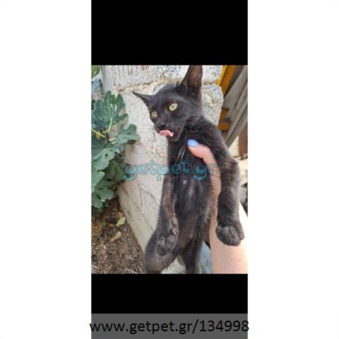 Δίνεται για υιοθεσία - χαρίζεται ημίαιμο γατάκι