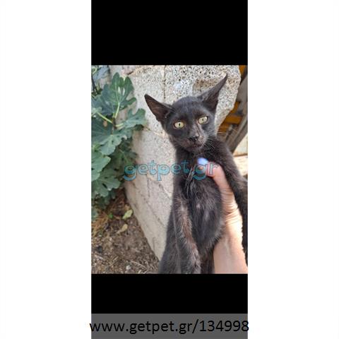 Δίνεται για υιοθεσία - χαρίζεται ημίαιμο γατάκι